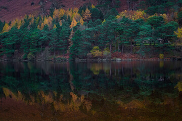 reflection of trees in the lake