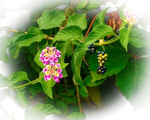 Lantana Flowers and Berries
