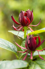 calycanthus floridus, eastern sweetshrub or carolina allspice