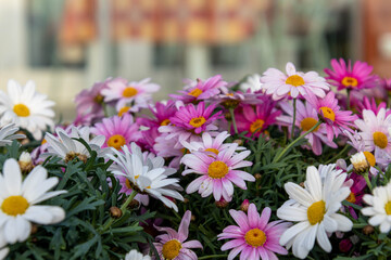 Argyranthemum frutescens, Paris daisy, marguerite or marguerite daisy with pink and white blossoms