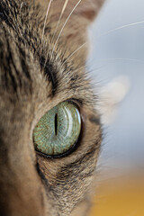 close up of a cat