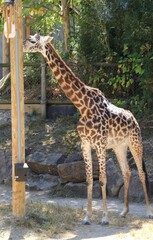 Obraz premium Giraffe