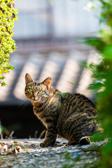 野良猫