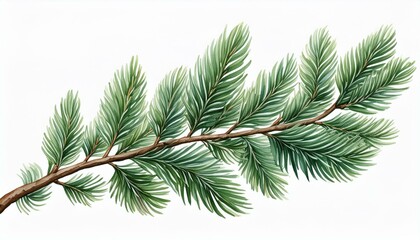 Obraz premium A minimalistic watercolor fir branch, with meticulously detailed needles in varying shades o