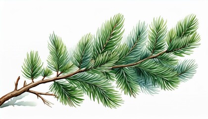  A single evergreen fir tree branch with soft, detailed needles in watercolor, isolated on a