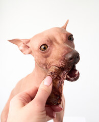 An American Hairless Terrier bites into a large bone, captured in a close-up. The dog alert expression and the bone texture are clearly visible.