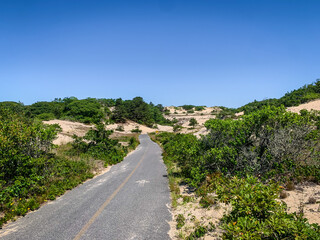 Bike Path In Provinceland Dunes