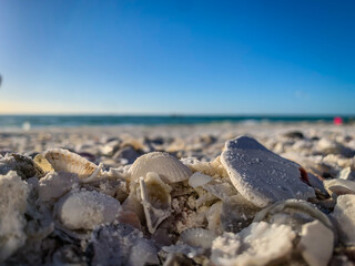 Seashell close up on Florida beach