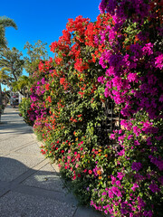 pink and red bougainvillea flowers
