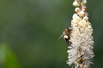 A silver primrose lance grows in the garden in summer. Bees fly around the flowers. Space for text in the background