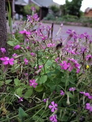 pink flowers in the garden