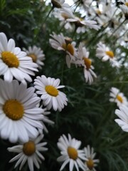 daisies in a garden