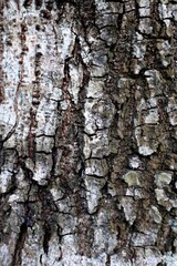 Background Classic old wood bark texture