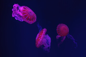 Three Jellifish South american sea nettle, Chrysaora plocamia swimming in aquarium tank with red neon illumination. Aquatic organism, animal, undersea life, biodiversity