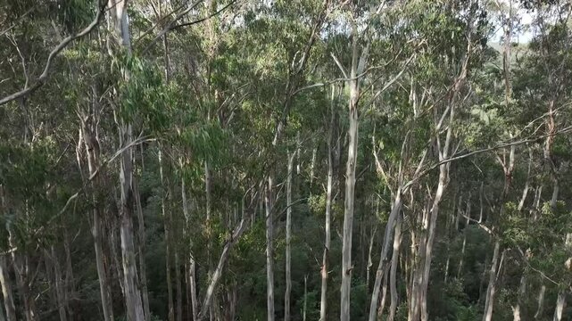 Australian bushland trees eucalyptus gums