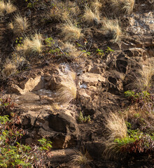 Lava Cliffside with Dry Grass Growing in Hawaii.