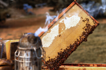 Beehive frame full of bees with smoker