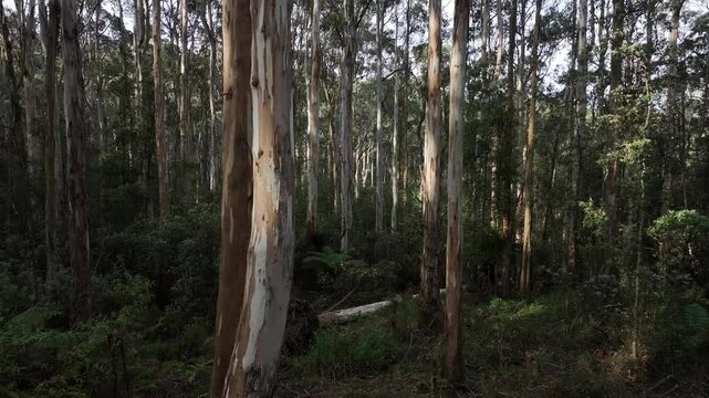 Australian bushland trees eucalyptus gums