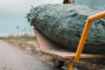 Christmas tree in a packing net on a cart in a nursery.Purchase and delivery of Christmas tree.Winter Holiday Tradition. Traditional symbolic tree