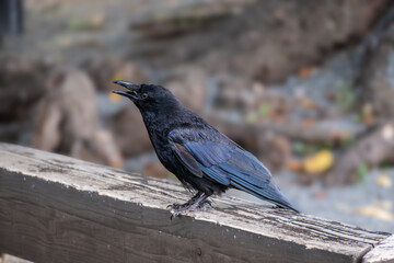 Corvus corone | A Crow stays on the wooden bench with blurred Background