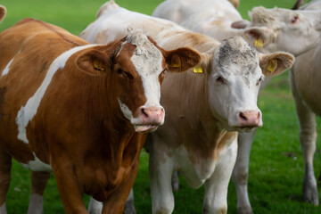 Cows on a meadow. Holstein cow. Eco cow farming. Cows in a mountain field. Cows on a summer pasture. Landscape with herd of cow grazing on field with fresh grass.