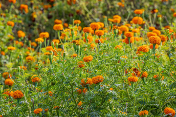 Obraz premium Marigolds in a field in Rajasthan.