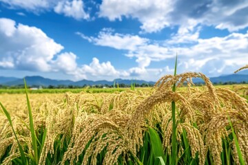The rice fields are full, waiting to be harveste under blue sky. Farm, Agriculture concept, ai