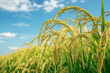 The rice fields are full, waiting to be harveste under blue sky. Farm, Agriculture concept, ai