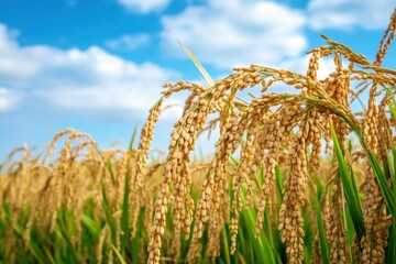 The rice fields are full, waiting to be harveste under blue sky. Farm, Agriculture concept, ai