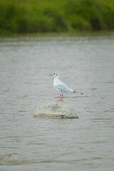 seagull on the shore