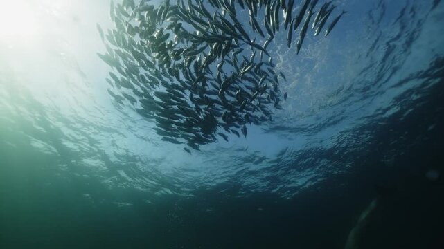A lively pod of common dolphins elegantly gliding through open ocean waters during the annual Sardine Run off coast of Port St. Johns, Eastern Cape, South Africa. Underwater world, wild life nature