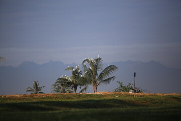 landscape birds with trees and sky