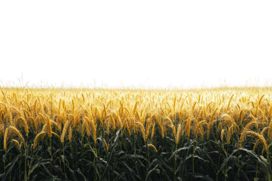 Golden cornfield at sunrise with clear skies above isolated on transparent background