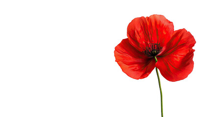 flower on a white transparent background
