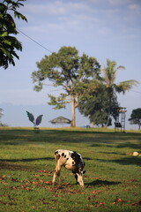 Cows on the meadow field