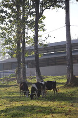 Cows on the meadow field