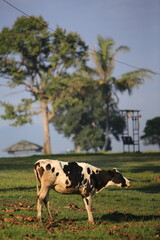 Cows on the meadow field