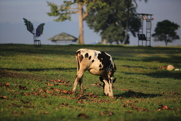 Cows on the meadow field
