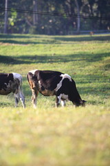 Cows on the meadow field