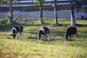 Cows on the meadow field