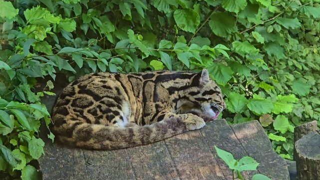 A Taiwanese clouded leopard in zoo