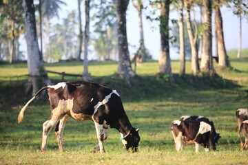 Cows on the meadow field