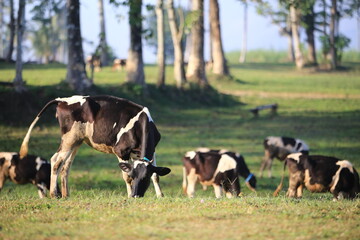 cows in the field