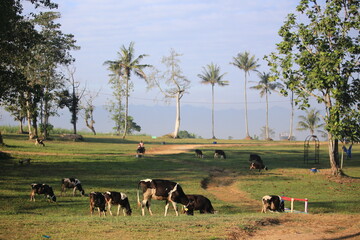 Cows on the field