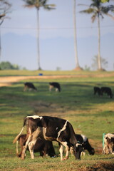 Cows on the field