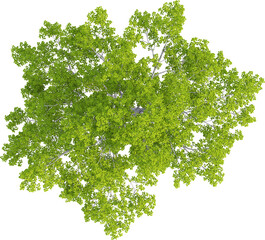 Top view of Alnus Glutinosa - Alder