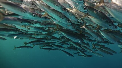 A lively pod of common dolphins and sharks gliding through open ocean waters during the annual Sardine Run off coast of Port St. Johns, Eastern Cape, South Africa. Underwater world, wild life nature
