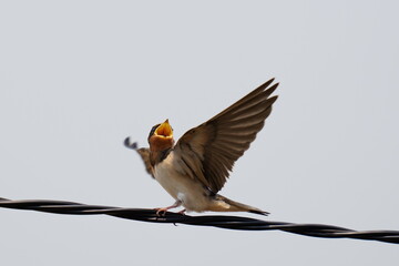 電線の上で餌をもらおうと大きな口でアピールするツバメの幼鳥