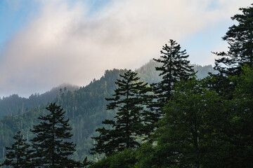 Morning Atmosphere in the Great Smoky Mountains
