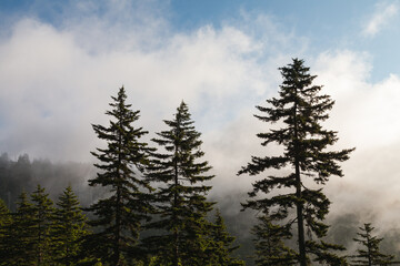 Morning Atmosphere in the Great Smoky Mountains